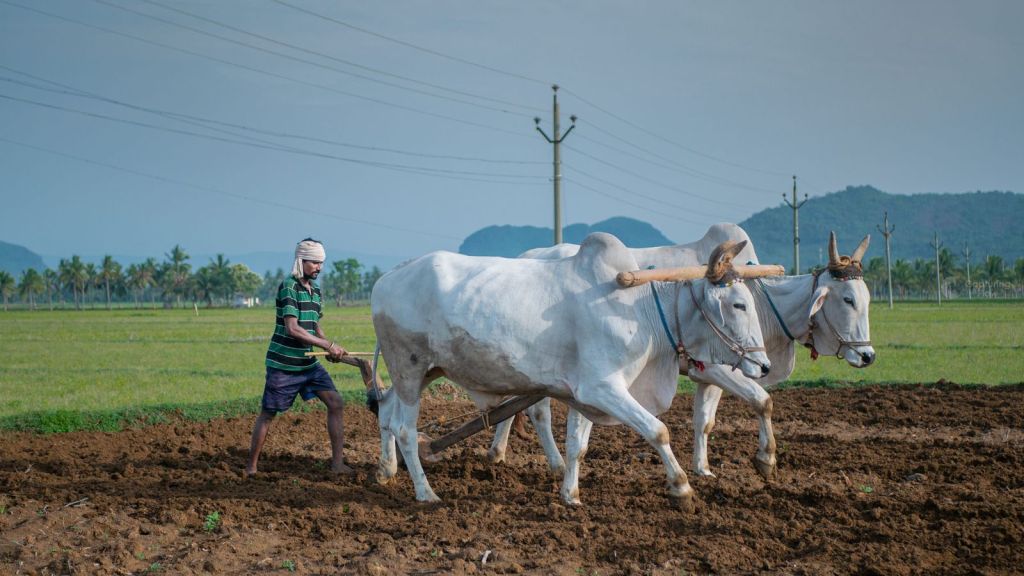 Agricultor trabajando en el campo