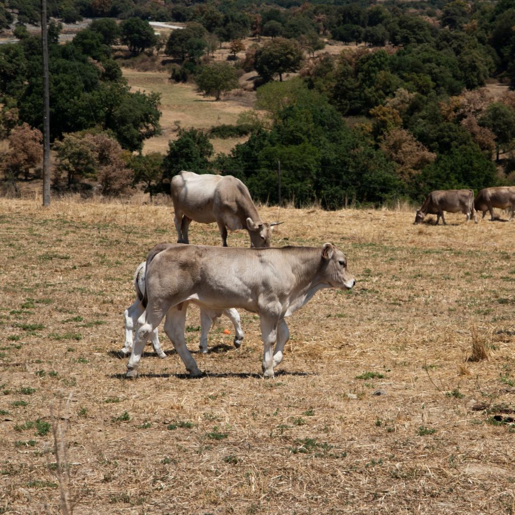 Vaca en el campo