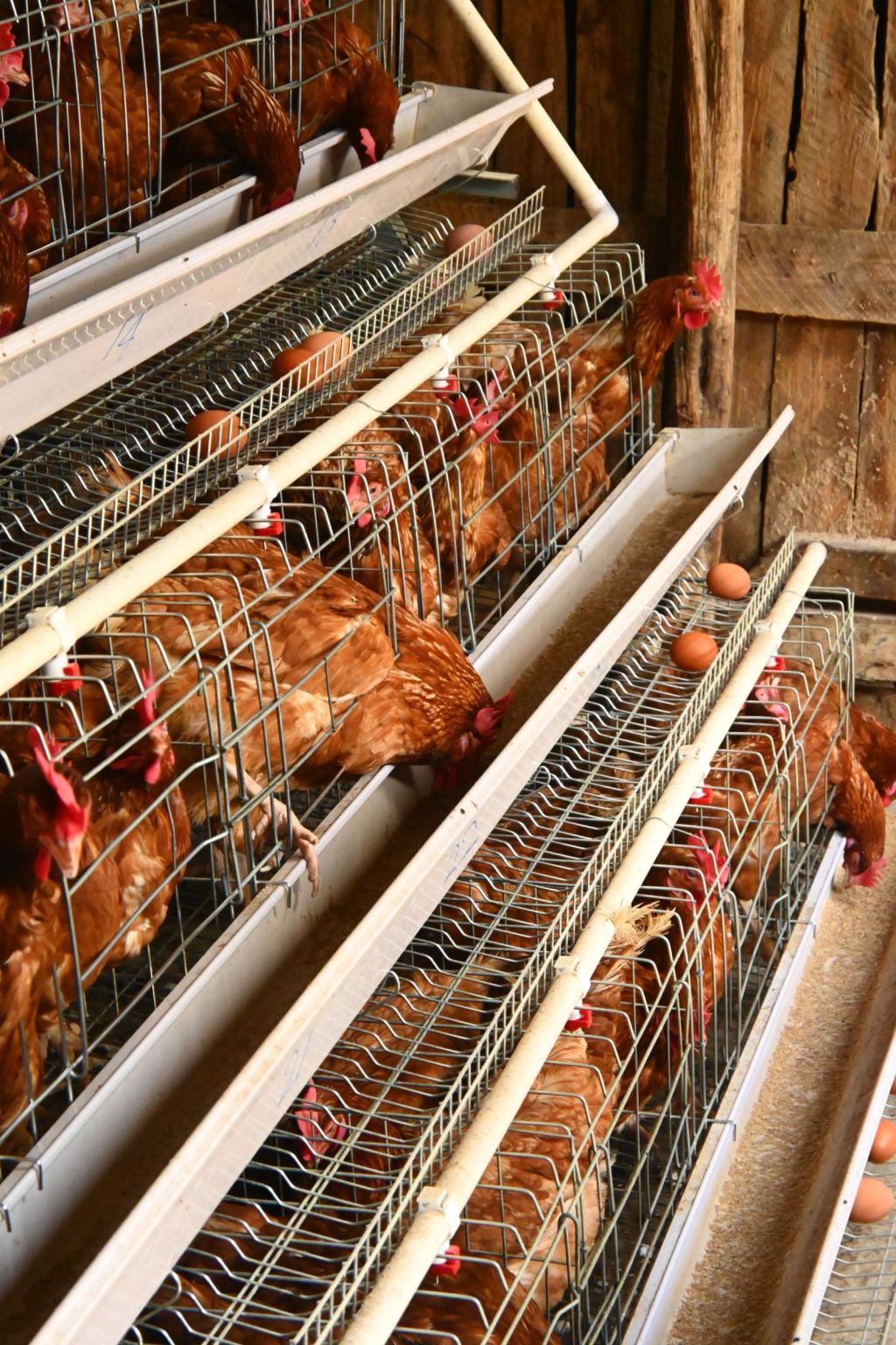 Gallinas criadas en libertad en una granja