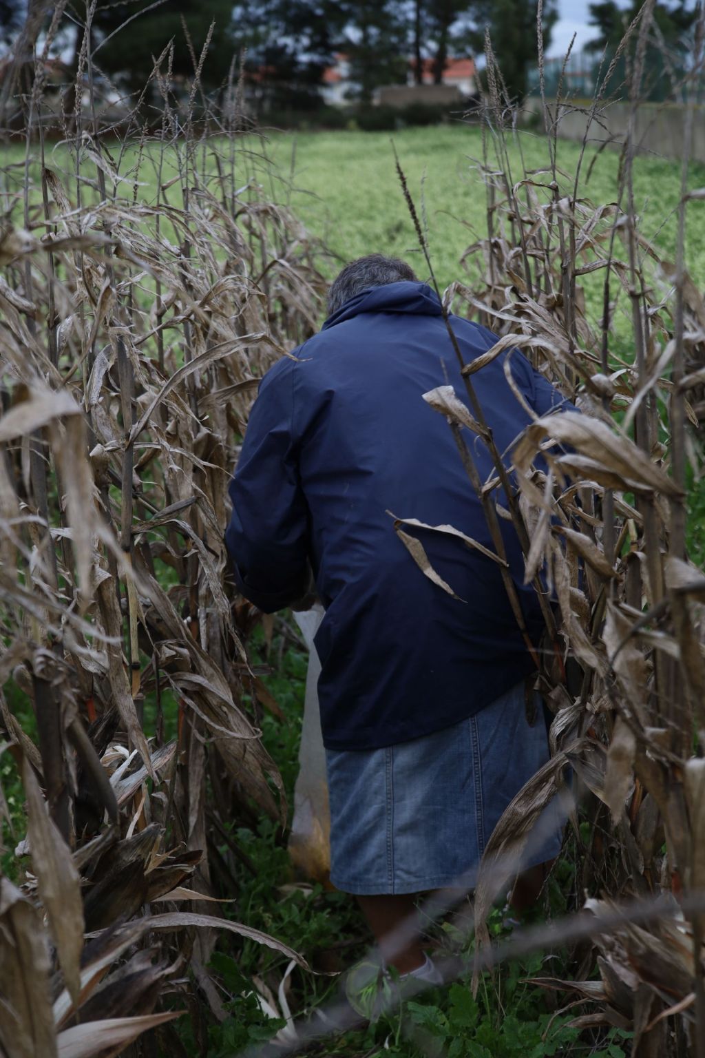 Agricultora en un cultivo de maíz