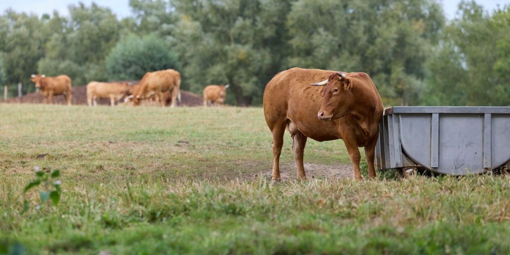 Productores ganaderos apuestan por el pastoreo rotativo para mejorar sus fincas