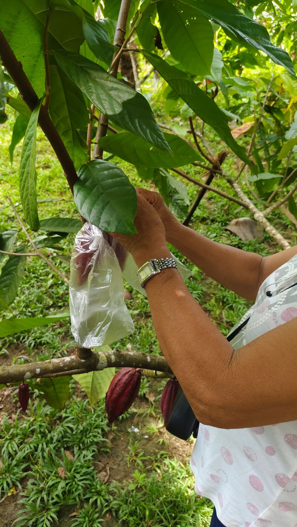 Productor cosechando mazorcas de cacao