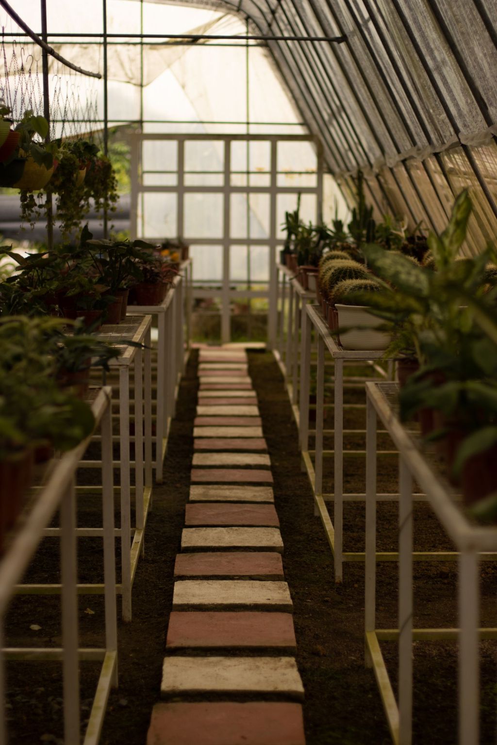 Cultivo dentro de un invernadero