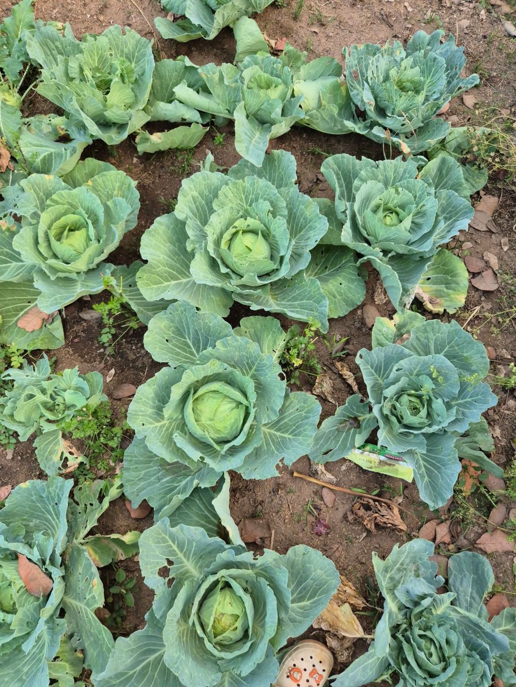 Plantación de repollos en el campo