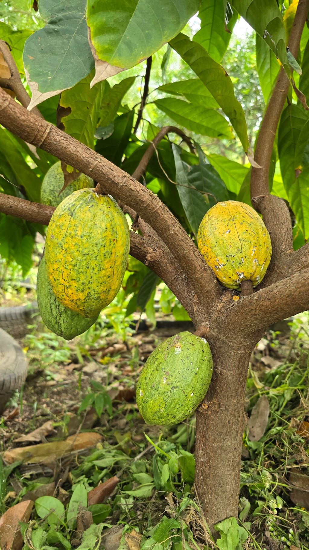 Árbol de cacao con mazorcas maduras