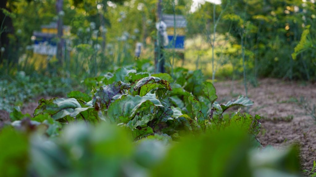 Huertos familiares: una alternativa que gana terreno en las comunidades